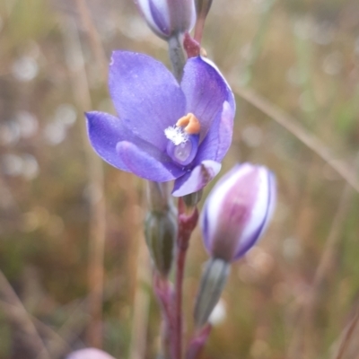 Thelymitra (genus) (sun orchids) at Boro, NSW - 10 Nov 2021 by mlech