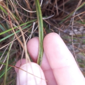 Thelymitra sp. at Boro, NSW - suppressed