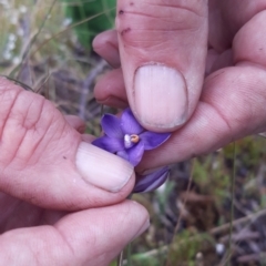 Thelymitra sp. at Boro, NSW - suppressed