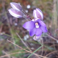 Thelymitra sp. at Boro, NSW - suppressed