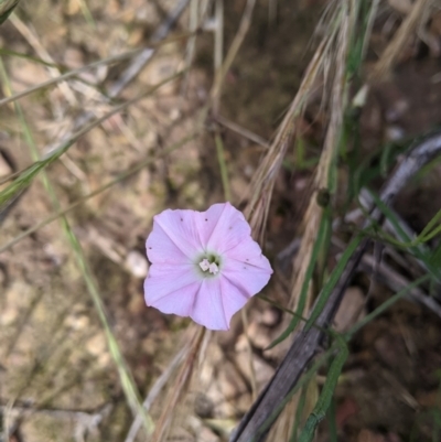 Convolvulus angustissimus subsp. angustissimus (Australian Bindweed) at Coppabella, NSW - 1 Dec 2021 by Darcy