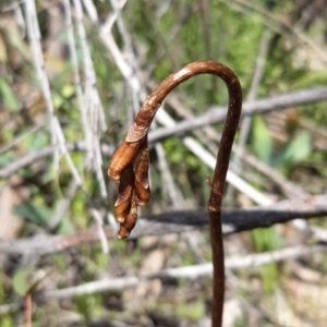 Gastrodia sesamoides at Paddys River, ACT - suppressed