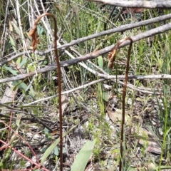 Gastrodia sesamoides at Paddys River, ACT - suppressed