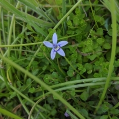 Isotoma fluviatilis subsp. australis at Coppabella, NSW - 1 Dec 2021