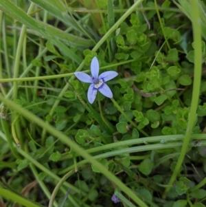 Isotoma fluviatilis subsp. australis at Coppabella, NSW - 1 Dec 2021