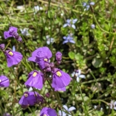 Utricularia dichotoma at Coppabella, NSW - 1 Dec 2021