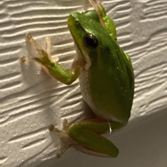 Litoria fallax (Eastern Dwarf Tree Frog) at Rosedale, NSW - 2 Dec 2021 by Steve_Bok