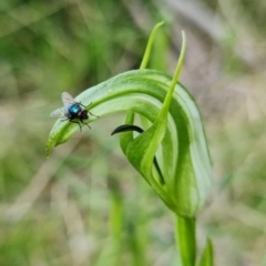 Pterostylis monticola (Large Mountain Greenhood) at Paddys River, ACT - 2 Dec 2021 by RobG1