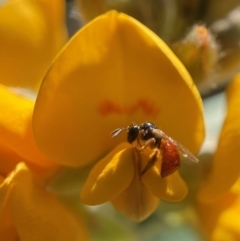 Exoneura sp. (genus) (A reed bee) at ANBG - 2 Dec 2021 by PeterA