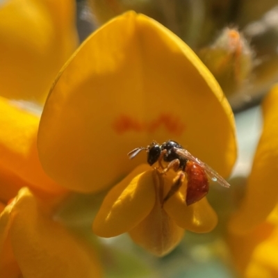 Exoneura sp. (genus) (A reed bee) at ANBG - 2 Dec 2021 by PeterA