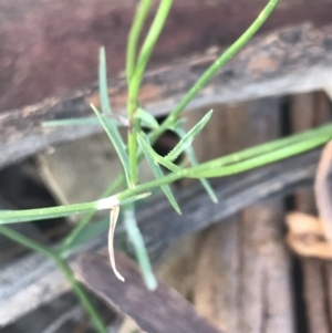 Wahlenbergia capillaris at Hughes, ACT - 1 Dec 2021