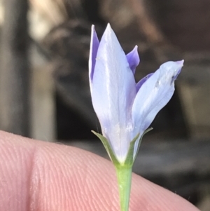 Wahlenbergia capillaris at Hughes, ACT - 1 Dec 2021