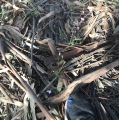 Wahlenbergia capillaris at Hughes, ACT - 1 Dec 2021