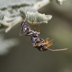 Myrmecia sp., pilosula-group (Jack jumper) at Hawker, ACT - 17 Oct 2021 by AlisonMilton