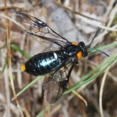 Lophyrotoma cyanea at Rendezvous Creek, ACT - 29 Nov 2021 by Harrisi