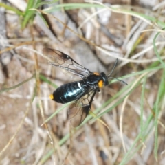 Lophyrotoma sp. (genus) at Rendezvous Creek, ACT - 29 Nov 2021