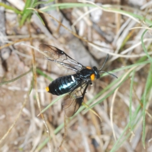 Lophyrotoma sp. (genus) at Rendezvous Creek, ACT - 29 Nov 2021