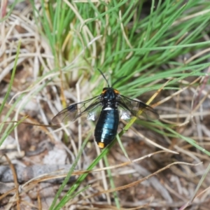 Lophyrotoma sp. (genus) at Rendezvous Creek, ACT - 29 Nov 2021