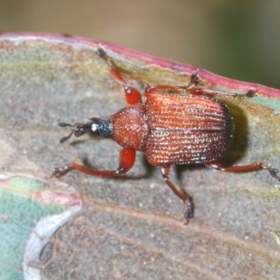 Euops sp. (genus) (A leaf-rolling weevil) at Mount Clear, ACT - 29 Nov 2021 by Harrisi