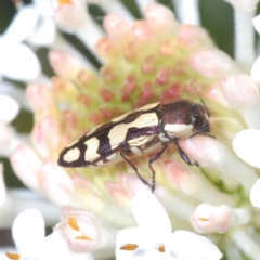 Castiarina decemmaculata (Ten-spot Jewel Beetle) at Tennent, ACT - 2 Dec 2021 by Harrisi