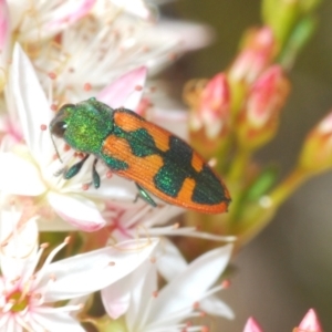 Castiarina hilaris at Tinderry, NSW - 2 Dec 2021