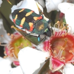 Castiarina sexplagiata (Jewel beetle) at Tinderry, NSW - 1 Dec 2021 by Harrisi