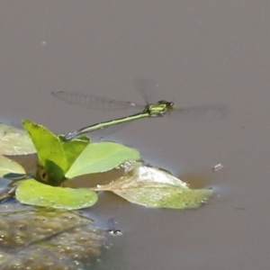 Coenagrionidae sp. (family) at Fyshwick, ACT - 2 Dec 2021