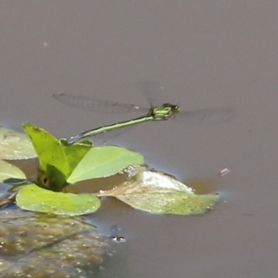 Coenagrionidae sp. (family) (Unidentified damselfly) at Fyshwick, ACT - 2 Dec 2021 by RodDeb