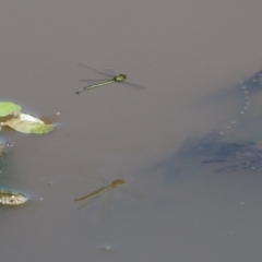 Coenagrionidae sp. (family) at Fyshwick, ACT - 2 Dec 2021