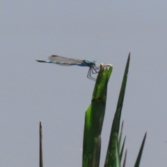 Austrolestes annulosus (Blue Ringtail) at Fyshwick, ACT - 2 Dec 2021 by RodDeb