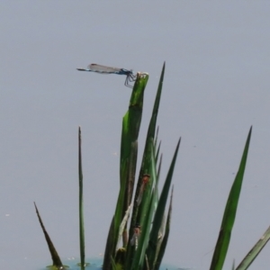 Austrolestes annulosus at Fyshwick, ACT - 2 Dec 2021