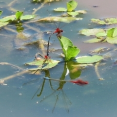 Xanthagrion erythroneurum at Fyshwick, ACT - 2 Dec 2021 11:59 AM