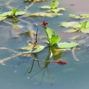 Xanthagrion erythroneurum at Fyshwick, ACT - 2 Dec 2021 11:59 AM