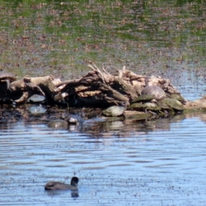 Chelodina longicollis at Fyshwick, ACT - 2 Dec 2021