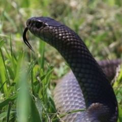 Pseudonaja textilis (Eastern Brown Snake) at Jerrabomberra Wetlands - 2 Dec 2021 by RodDeb