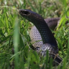 Pseudonaja textilis at Fyshwick, ACT - 2 Dec 2021 11:29 AM