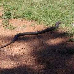 Pseudonaja textilis at Fyshwick, ACT - 2 Dec 2021 11:29 AM