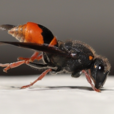 Paralastor sp. (genus) (Potter Wasp) at Evatt, ACT - 2 Dec 2021 by TimL