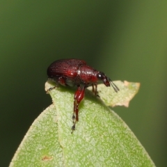 Euops sp. (genus) (A leaf-rolling weevil) at ANBG - 28 Nov 2021 by TimL