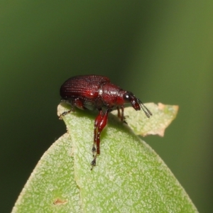 Euops sp. (genus) at Acton, ACT - 28 Nov 2021