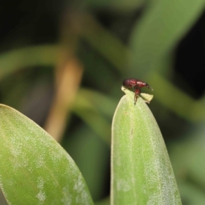 Euops sp. (genus) at Acton, ACT - 28 Nov 2021