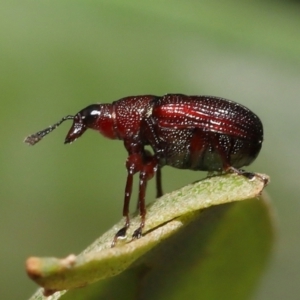 Euops sp. (genus) at Acton, ACT - 28 Nov 2021 01:15 PM