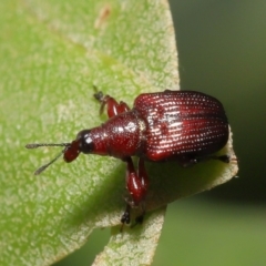 Euops sp. (genus) at Acton, ACT - 28 Nov 2021 01:15 PM