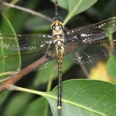 Hemicordulia tau (Tau Emerald) at Acton, ACT - 28 Nov 2021 by TimL