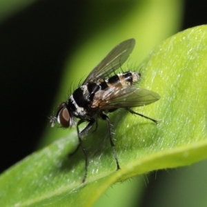 Trigonospila sp. (genus) at Acton, ACT - 28 Nov 2021