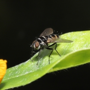 Trigonospila sp. (genus) at Acton, ACT - 28 Nov 2021