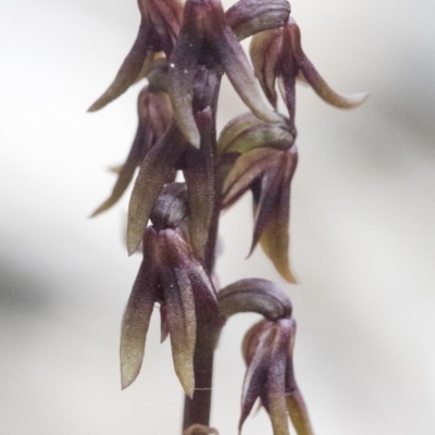 Corunastylis sp. (A Midge Orchid) at Bonang, VIC - 1 Dec 2021 by JudithRoach