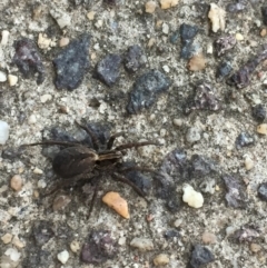 Unverified Spider at Garran, ACT - 10 Sep 2021 by JaceWT