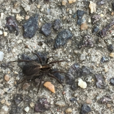 Unverified Spider at Garran, ACT - 10 Sep 2021 by JaceWT