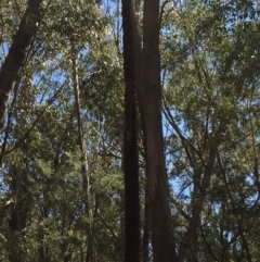 Xanthorrhoea glauca subsp. angustifolia (Grey Grass-tree) at Paddys River, ACT - 9 Oct 2021 by JaceWT